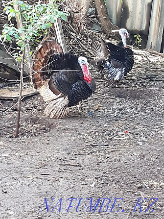 male turkeys for sale Almaty - photo 3