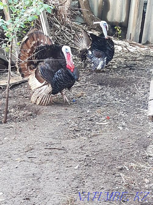 male turkeys for sale Almaty - photo 2