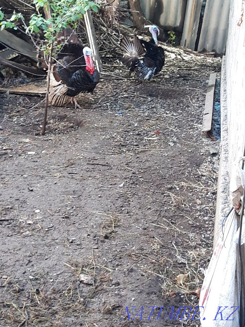 male turkeys for sale Almaty - photo 4
