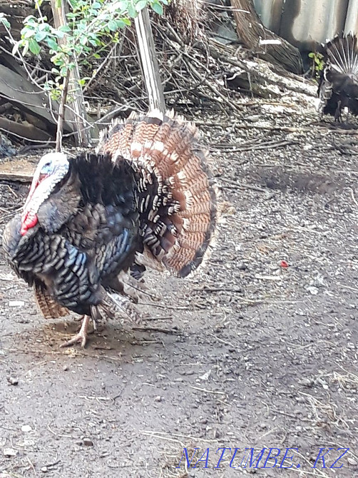 male turkeys for sale Almaty - photo 1