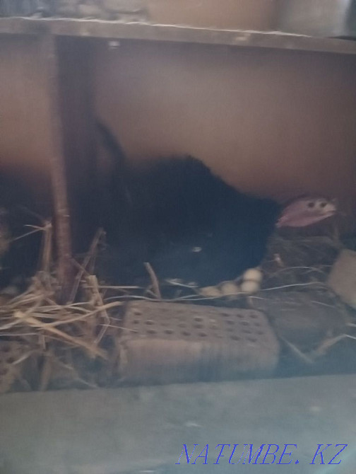 Domestic turkey Kvochka Алгабас - photo 3