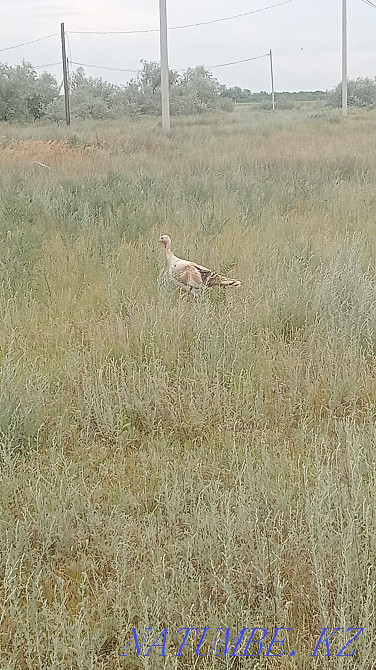 Turkey Sell or exchange Нура - photo 2