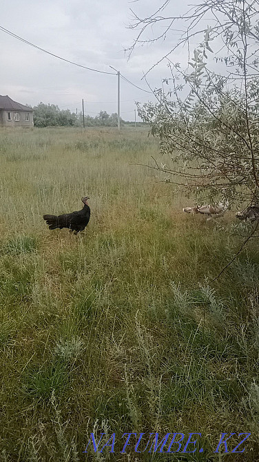 Turkey Sell or exchange Нура - photo 1