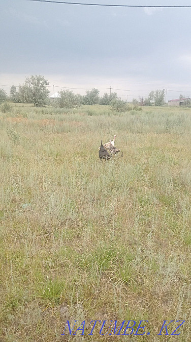 Turkey Sell or exchange Нура - photo 3