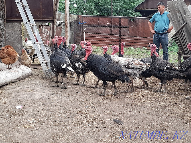 I will sell big 2 years turkeys Males wholesale. Almaty - photo 1