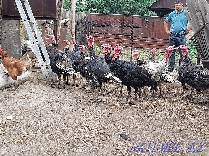 I will sell big 2 years turkeys Males wholesale. Almaty - photo 3