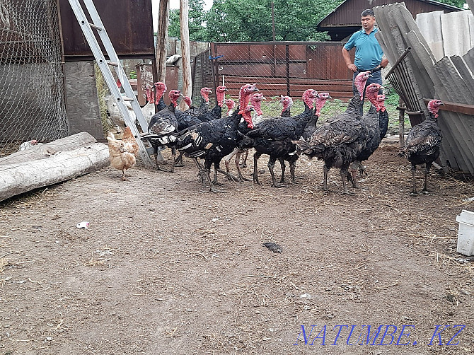 Мен 2 жылдық үлкен күркетауықтарды көтерме сатамын.  Алматы - изображение 4