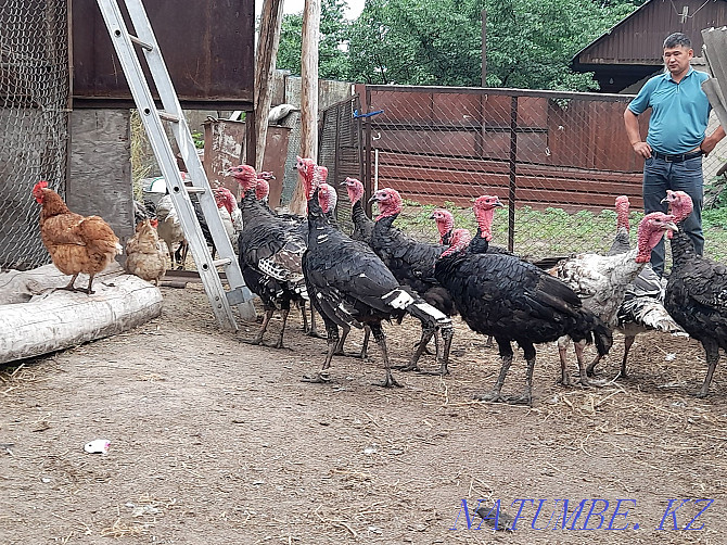 I will sell big 2 years turkeys Males wholesale. Almaty - photo 2