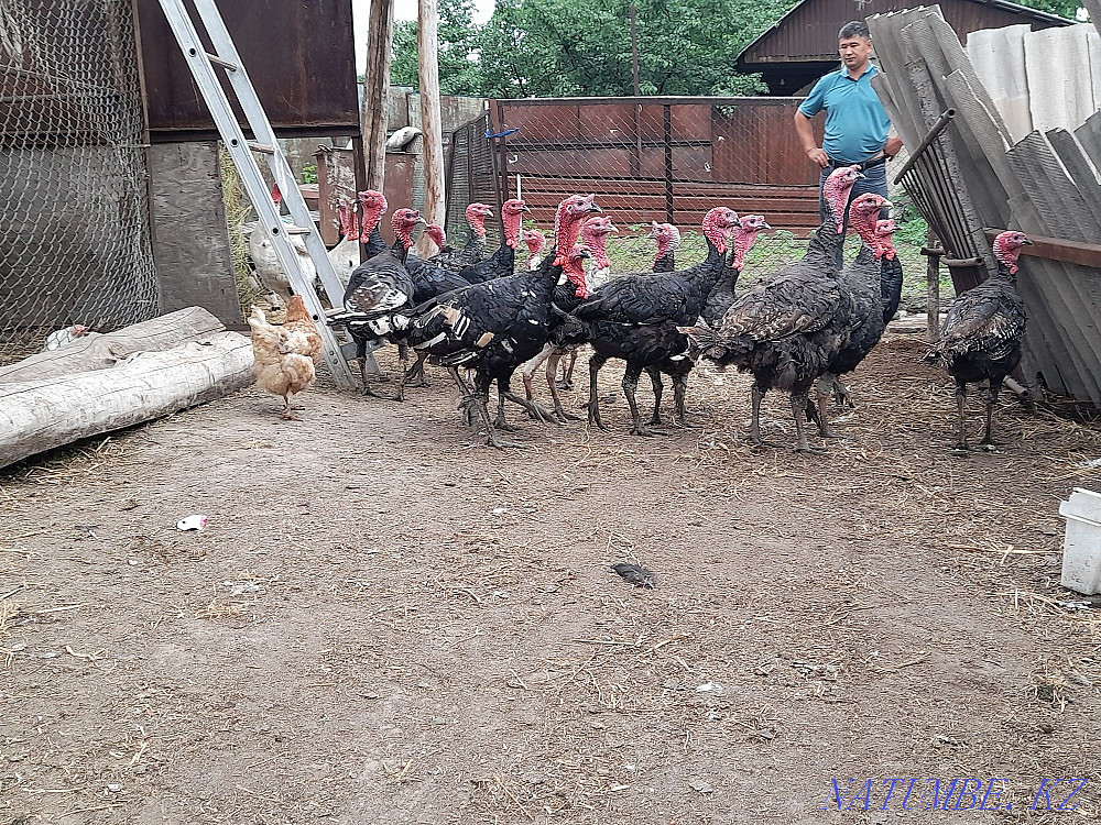 I will sell big 2 years turkeys Males wholesale. Almaty - photo 4