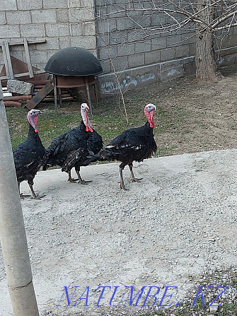 I sell turkeys.. Нурмухамеда Есентаева - photo 3