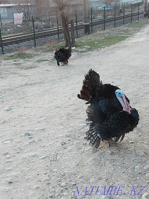 I sell turkeys.. Нурмухамеда Есентаева - photo 2