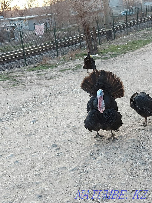 I sell turkeys.. Нурмухамеда Есентаева - photo 1