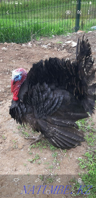 I sell turkeys.. Нурмухамеда Есентаева - photo 4