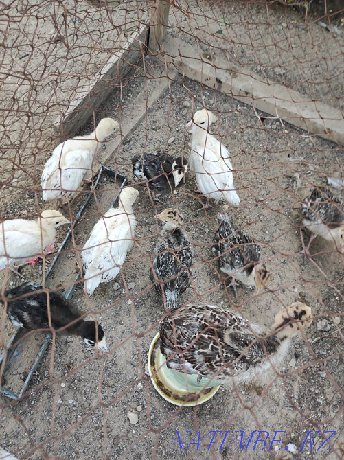 balapandary turkey Aqtau - photo 2