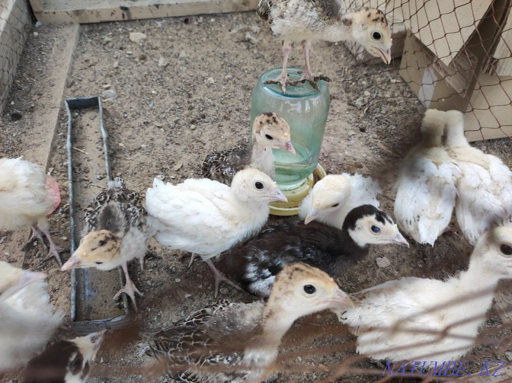 balapandary turkey Aqtau - photo 1