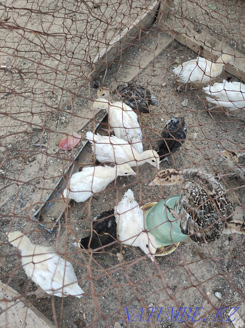 balapandary turkey Aqtau - photo 3