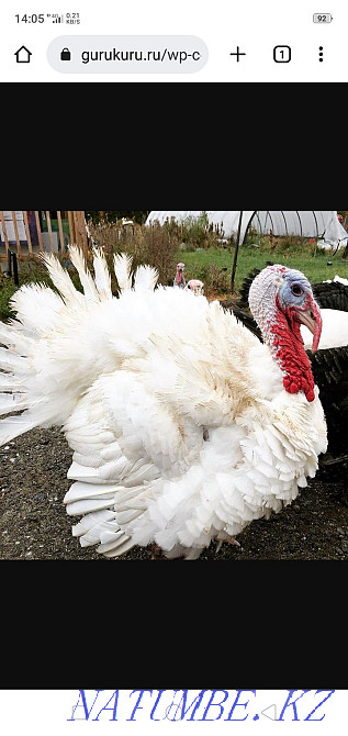 Продается Индюк!  - изображение 1