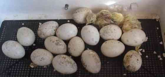 Инкубационные яйца индюка белая широкогрудая Балыкши