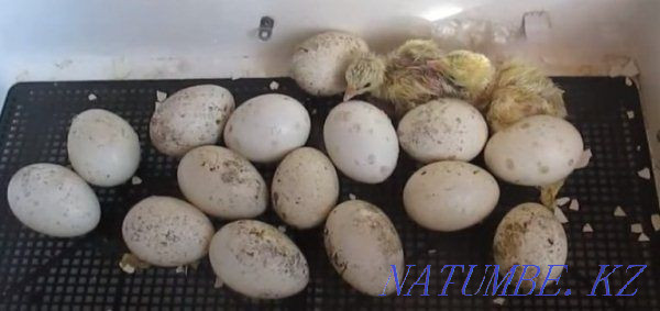 Hatching eggs of a turkey white broad-breasted Балыкши - photo 1