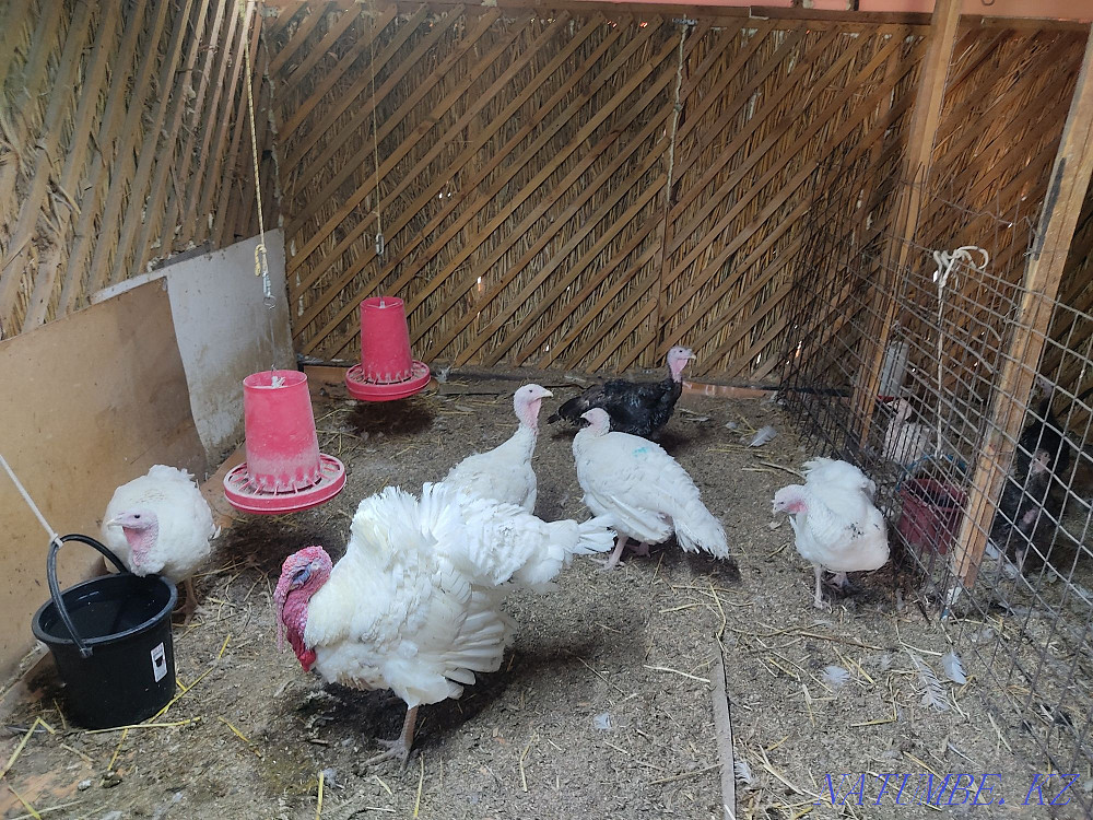 Индюк гибрид в продаже Алматы - изображение 1