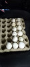 Инкуционные яйца индюка Almaty