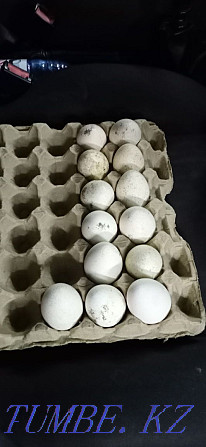 Инкуционные яйца индюка Алматы - изображение 1