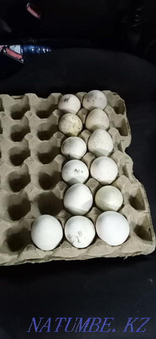Turkey Incubation Eggs Almaty - photo 1