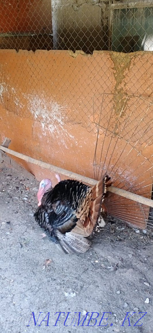 Turkey Incubation Eggs Almaty - photo 2