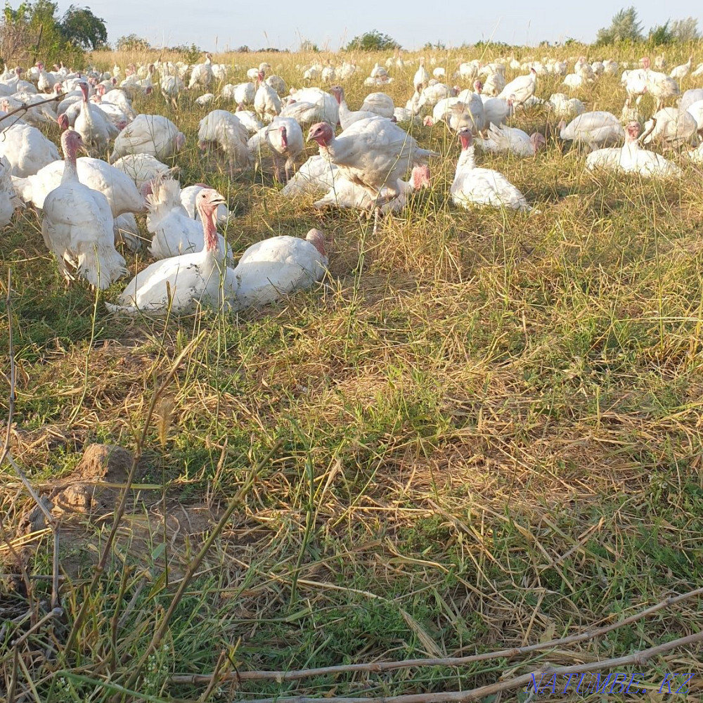 Turkey Hybrid Converter Cross  - photo 1