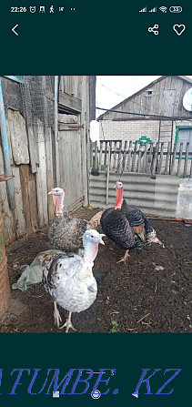 Sell turkey roosters  - photo 2