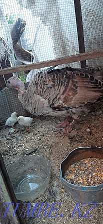 Domestic turkey is sold with birds Qaskeleng - photo 3