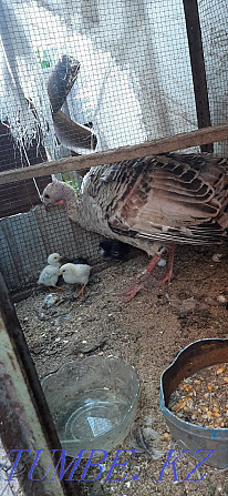 Domestic turkey is sold with birds Qaskeleng - photo 1