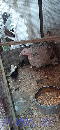 Domestic turkey is sold with birds Qaskeleng - photo 2