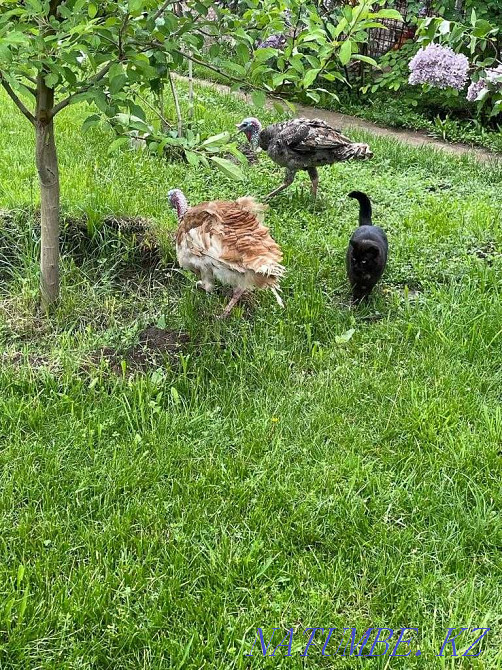 Fawn and brown turkeys Almaty - photo 2