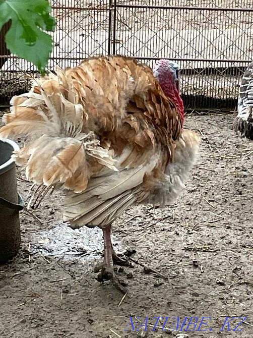 Fawn and brown turkeys Almaty - photo 1