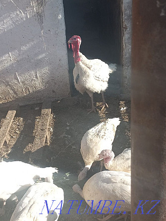 Turkeys white broad-breasted Atyrau - photo 3