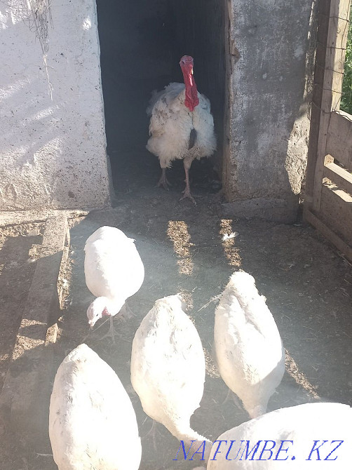 Индюки белая широкогрудая Атырау - изображение 1