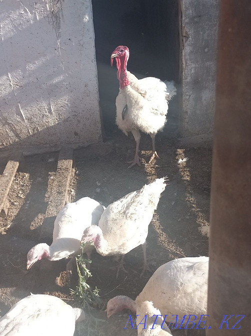 Индюки белая широкогрудая Атырау - изображение 2