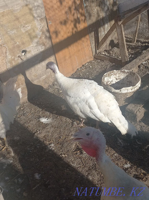 Индюки белая широкогрудая Атырау - изображение 4