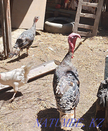 Selling turkeys and turkeys. Казцик - photo 3