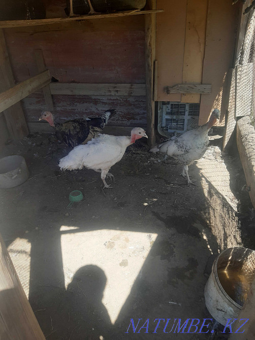 Turkeys of different breeds Махамбет - photo 1
