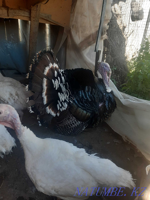 Turkeys of different breeds Махамбет - photo 3