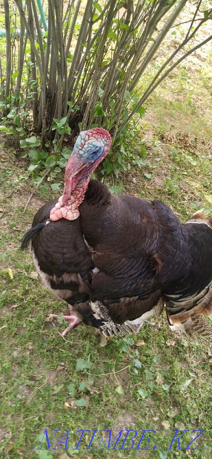 Turkey 3 year old  - photo 2
