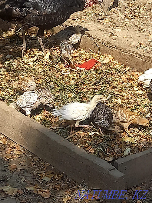 Индюк ш?желері. Шымкент - изображение 1