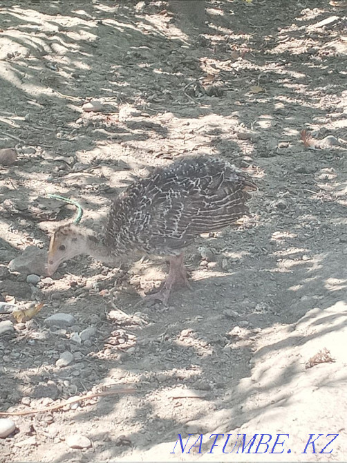 Индюк ш?желері. Шымкент - изображение 2