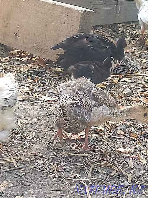 Индюк ш?желері. Шымкент - изображение 4