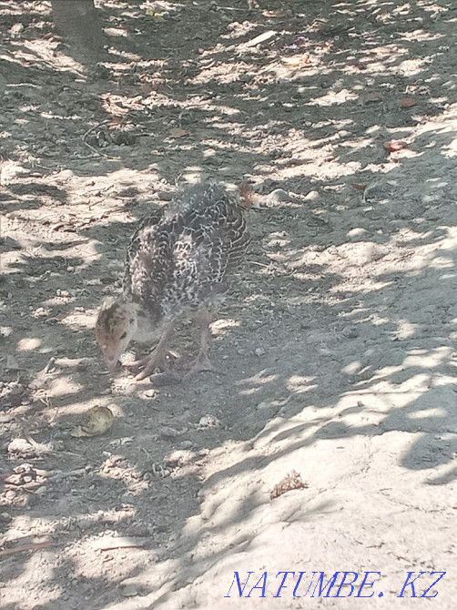 Индюк ш?желері. Шымкент - изображение 3