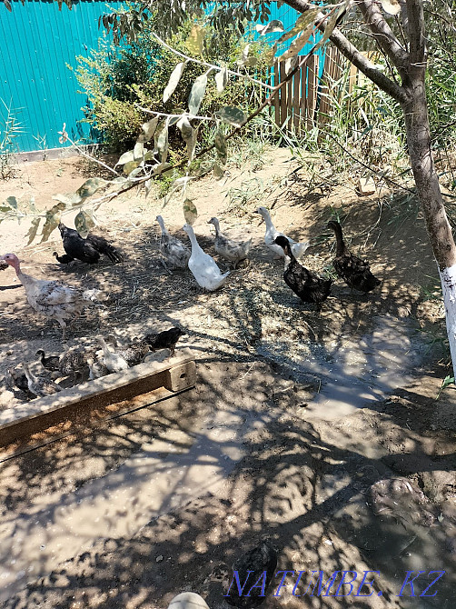 Индюк.уйрек.тауык Кызылорда - изображение 1