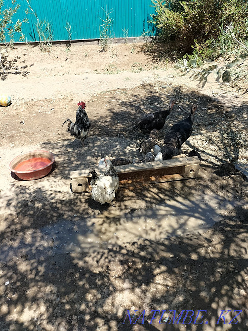 Индюк.уйрек.тауык Кызылорда - изображение 2