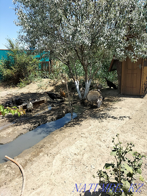 Индюк.уйрек.тауык Кызылорда - изображение 3